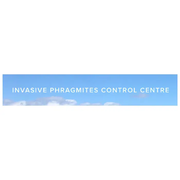 Invasive Phragmites